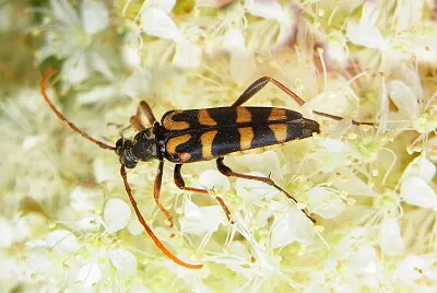 Leptura annularis