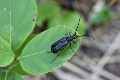 Anastrangala renardi