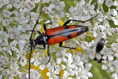 Stenurella bifasciata