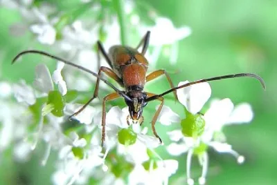 Stenurella septempuntata