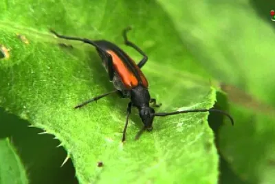 Stenurella melanura