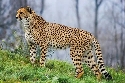 gepard