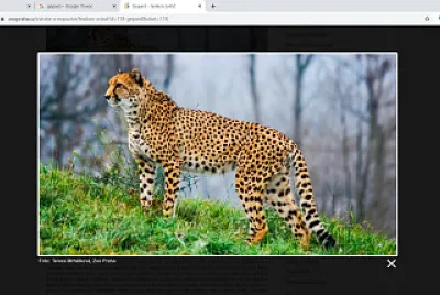 gepard
