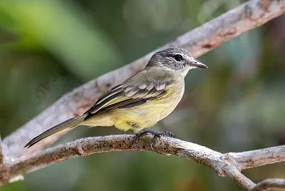 פאזל של Elenia di foresta