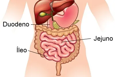 intestino delgado jigsaw puzzle