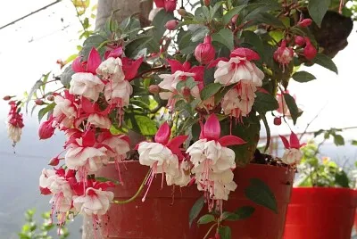 FLOWERS