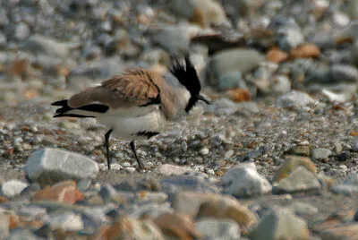 Pavoncella duvauceli