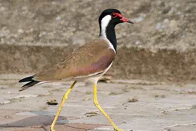 Pavoncella indiana dalle caruncole rosse