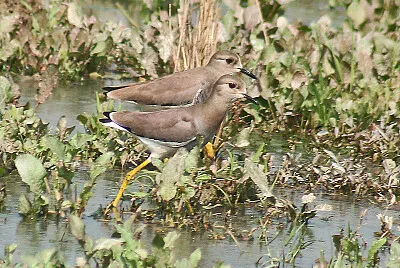 Pavoncella codabianca