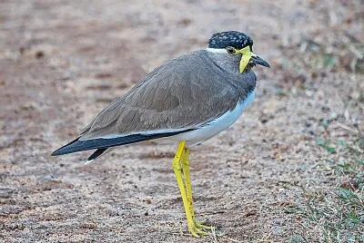 Pavoncella indiana dalle caruncole gialle