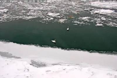 Swans in the ICE   Snow, Algonac,MI/USA jigsaw puzzle