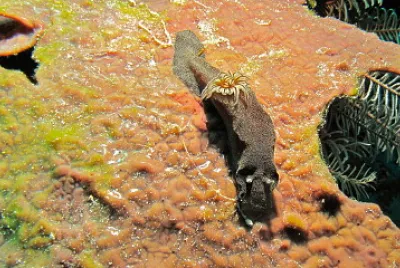 Glossodoris stellata