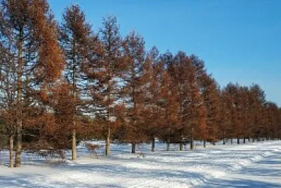 Neve