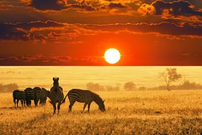 Savana jigsaw puzzle