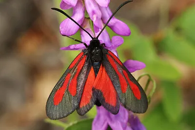 Zygaena osterodensis