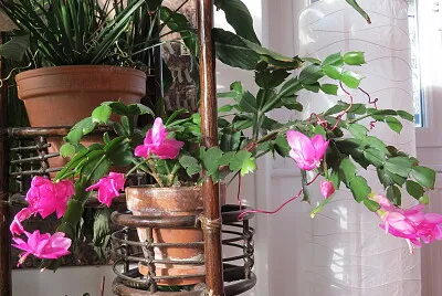 Fleurs