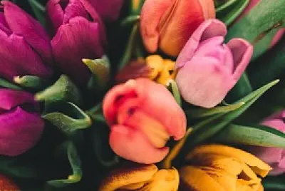 Tulpe