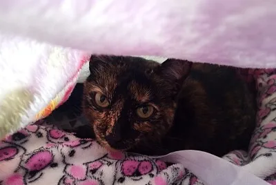 gata