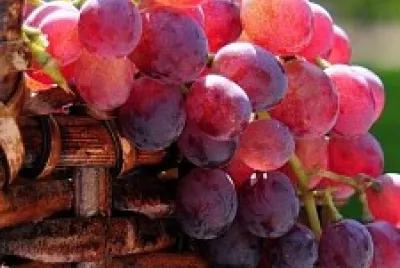uvas