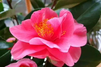 Flor cor de rosa