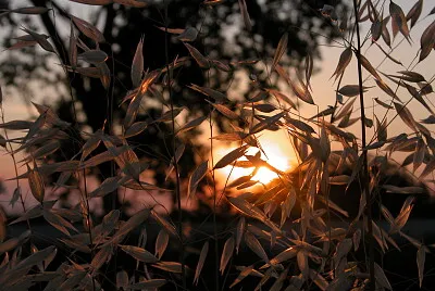 Tramonto Maccarese