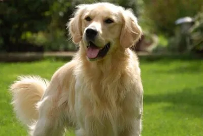 My Golden Retriever
