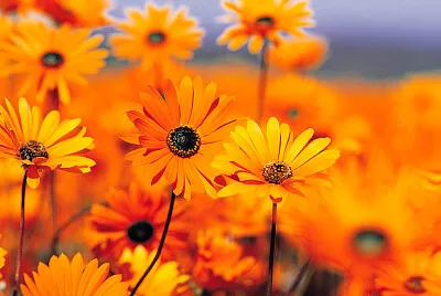 FLORES jigsaw puzzle