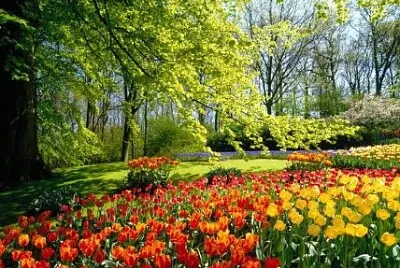 JARDIN FLORIDO jigsaw puzzle