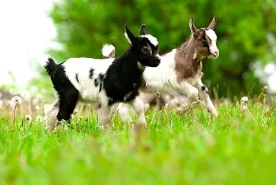 chevreaux