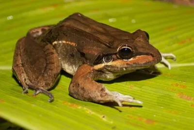 Leptodactylus bolivianus