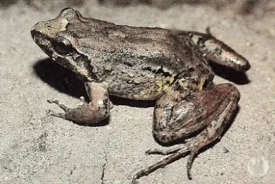 Leptodactylus leptodactyloides