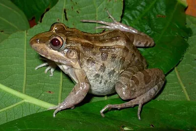 Leptodactylus macrosternum