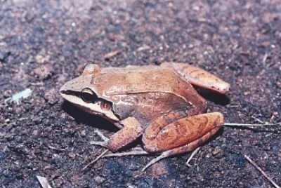 Leptodactylus mystaceus