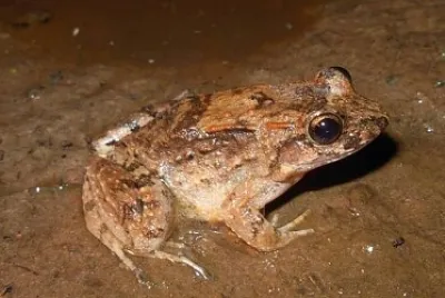 Leptodactylus petersii