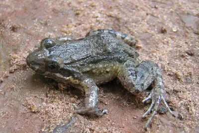 Leptodactylus podicipinus