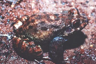 Leptodactylus syphax