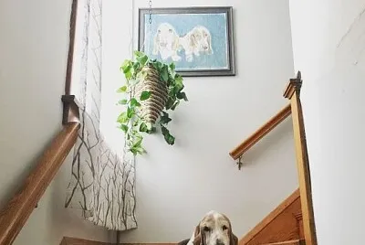 guardian
