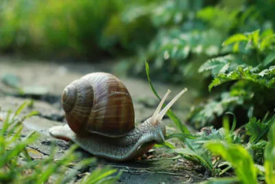 Animais Invertebrados