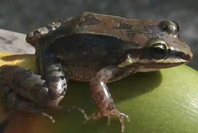 Leptodactylus albilabris
