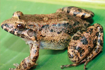 Leptodactylus colombiensis