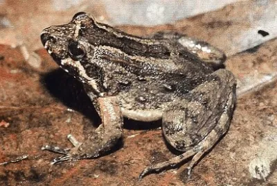 Leptodactylus griseigularis