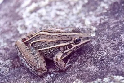 Leptodactylus jolyi