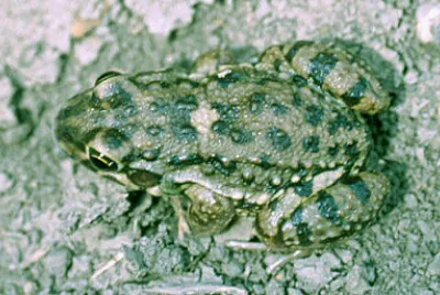 Leptodactylus bufonius