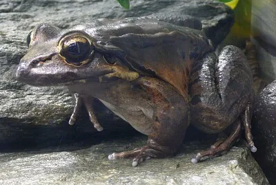 Leptodactylus fallax
