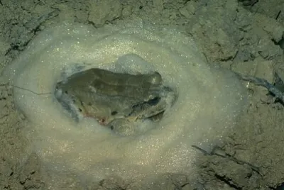 Leptodactylus knudseni