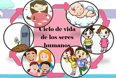 Arma el rompecabezas del ciclo del ser humano.