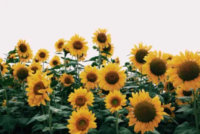 פאזל של sunflowers