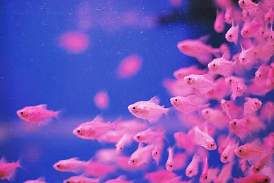 pinkfish