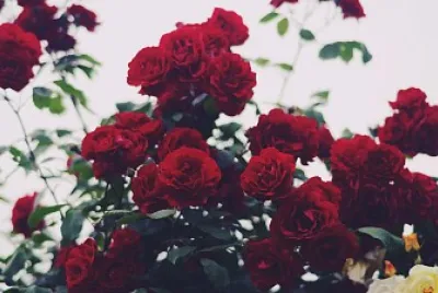 פאזל של redroses