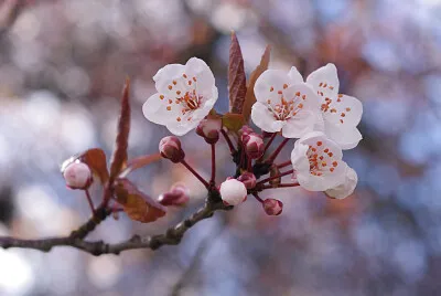 פאזל של sakura